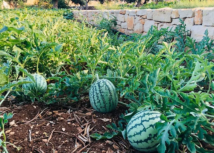 Augusta Trulli Polignano a Mare